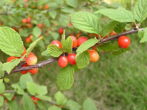  Prunus Tomentosa Extract  